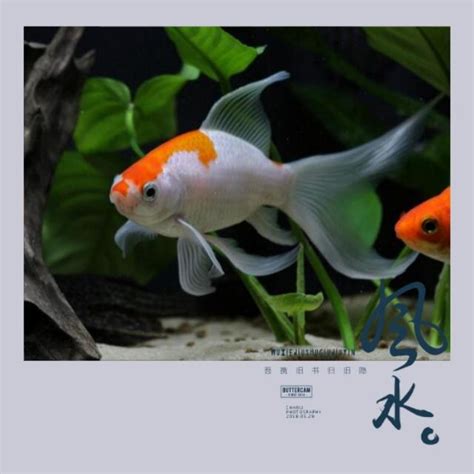 玄關魚缸風水|【玄關養魚】玄關養魚招財避煞！6大禁忌＋3大擺放秘訣